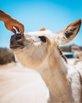 Donkey Sanctuary | BBC
